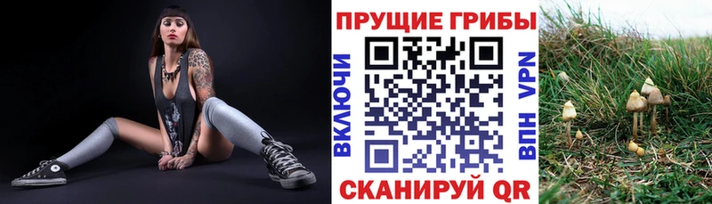 Купить  Александровское  Галлюциногенные грибы ЛСД 